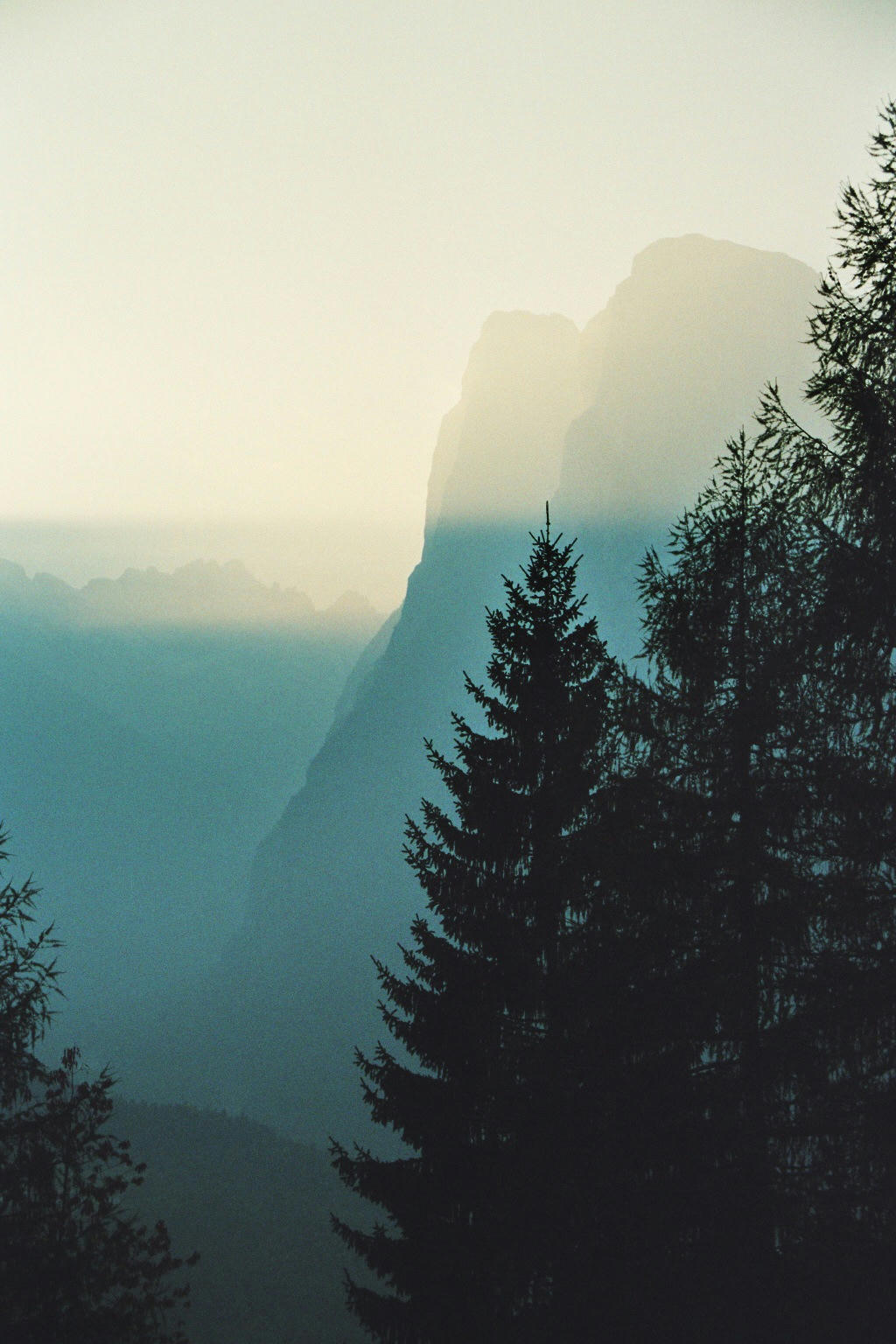 Mountains and firs in blue light in the Dolomites Italy